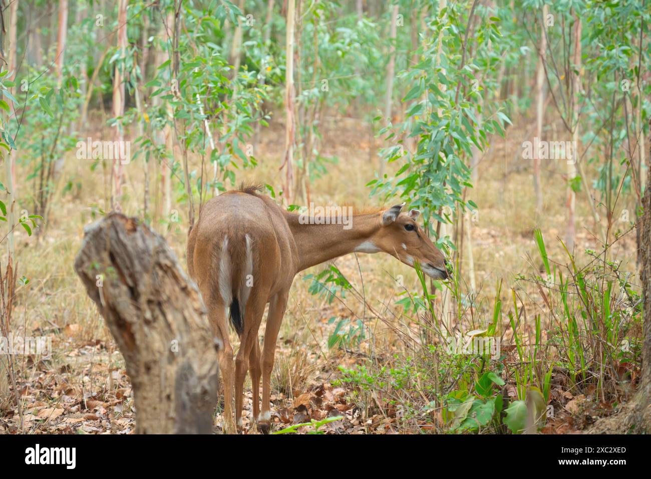 Nilgai (Boselaphus tragocamelus). Diese großen asiatischen Antilopen sind endemisch auf dem indischen Subkontinent. Fotografiert in Jhalana, Rajasthan, Indien. Stockfoto