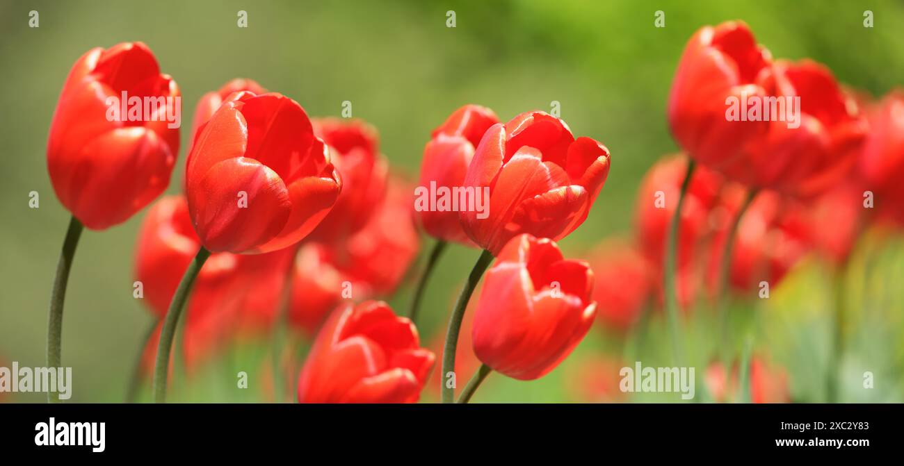 Nahaufnahme von roten Tulpen, die im Frühling in einem Garten wachsen Stockfoto