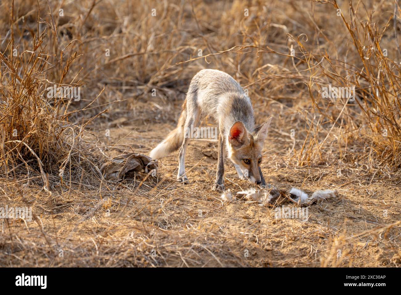 Weißfußfuchs (Vulpes vulpes pussilla), fotografiert im Mai im Jhalana Leopard Safari Park Indien Stockfoto