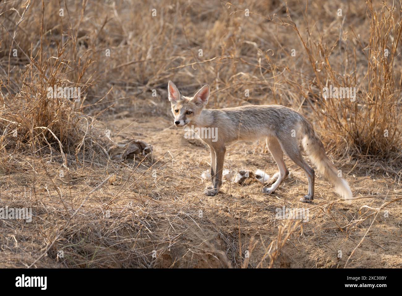 Weißfußfuchs (Vulpes vulpes pussilla), fotografiert im Mai im Jhalana Leopard Safari Park Indien Stockfoto