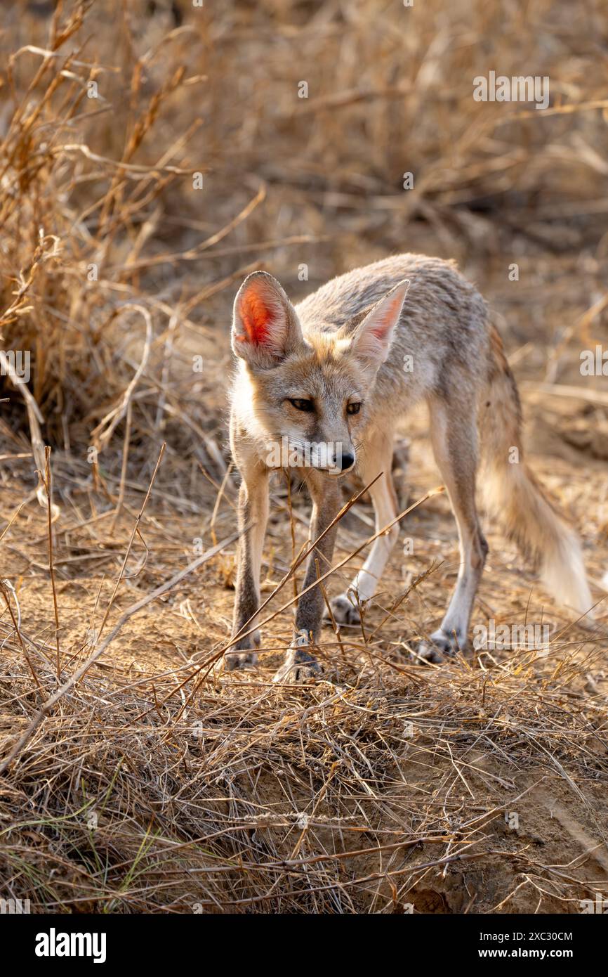 Weißfußfuchs (Vulpes vulpes pussilla), fotografiert im Mai im Jhalana Leopard Safari Park Indien Stockfoto