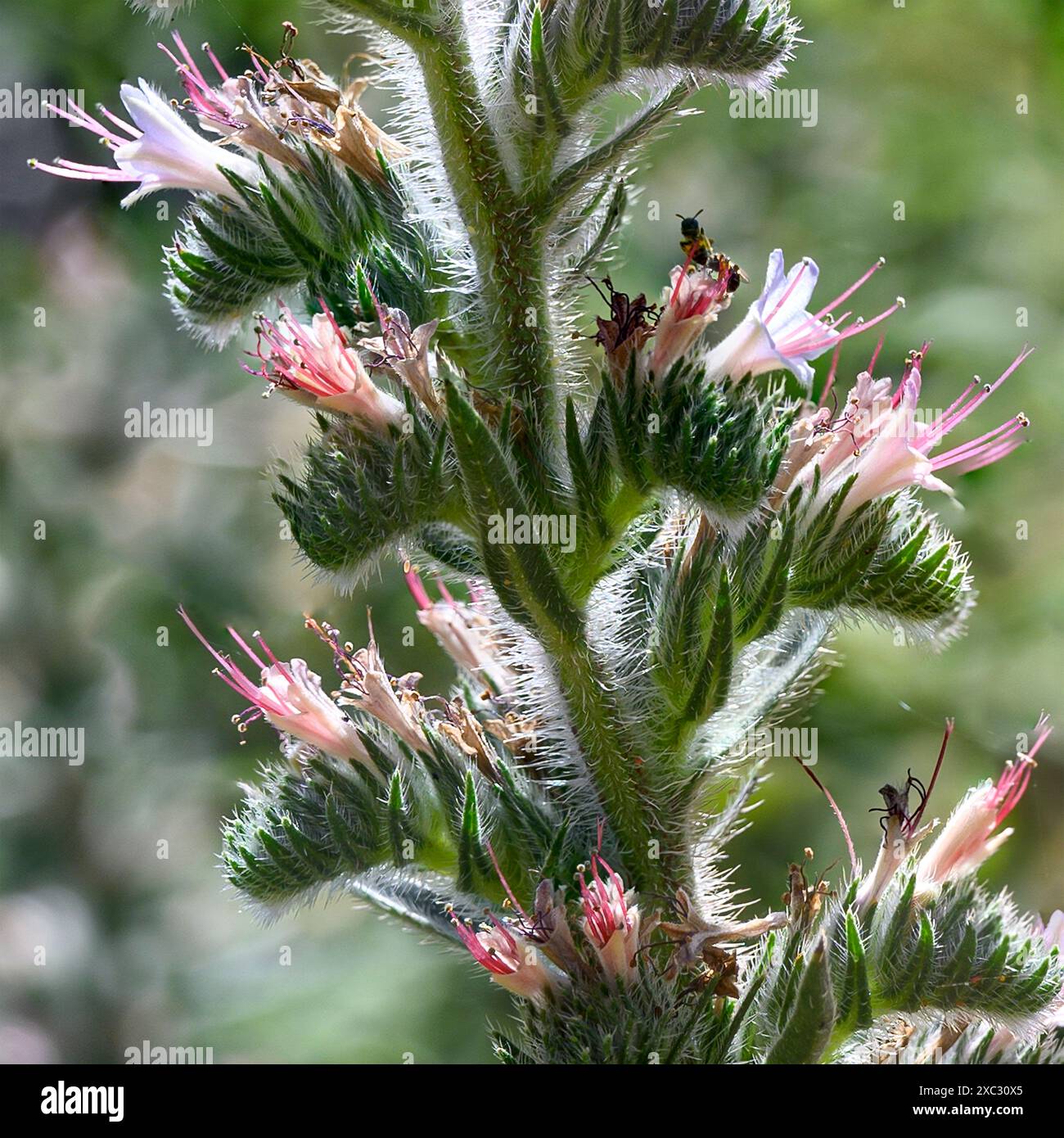 Echium glomeratum, Tall Viper's-Bugloss, Hebräisch: حميم, Arabisch: עכנאי מגובב fotografiert in Obergaliläa, Israel im Mai Stockfoto