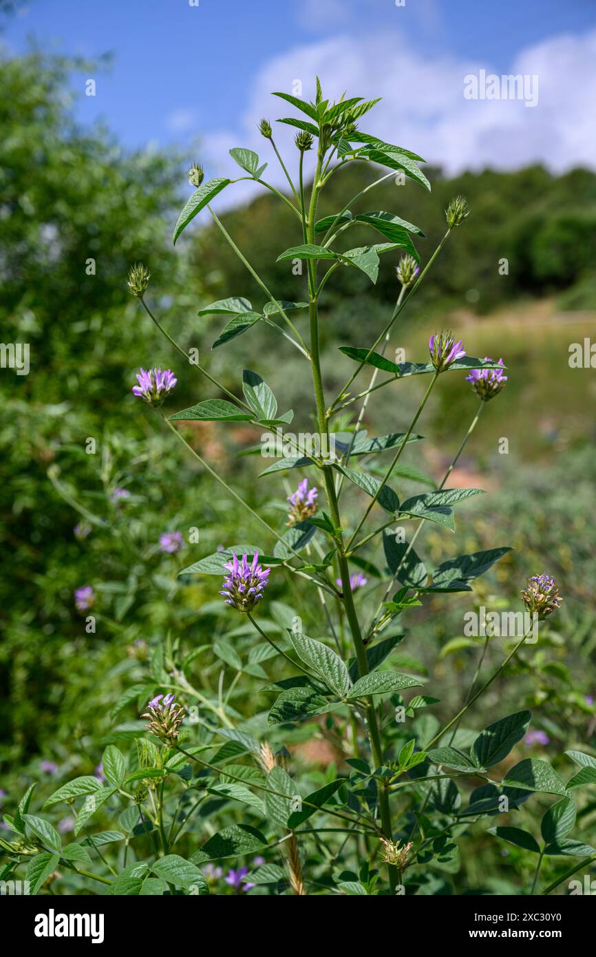 Bituminaria bituminosa, die Arabische Erbse oder Pech-Trefoil, ist eine mehrjährige mediterrane Kräuterart der Gattung Bituminaria. Fotografiert im UPP Stockfoto