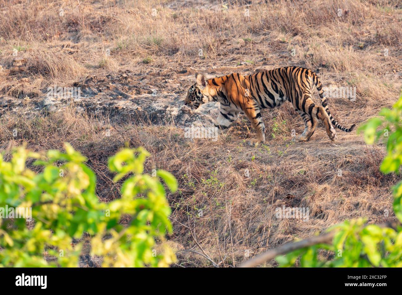 Bengalischer Tiger (Panthera tigris tigris). Fotografiert im bandhavgarh-Nationalpark Indien Stockfoto