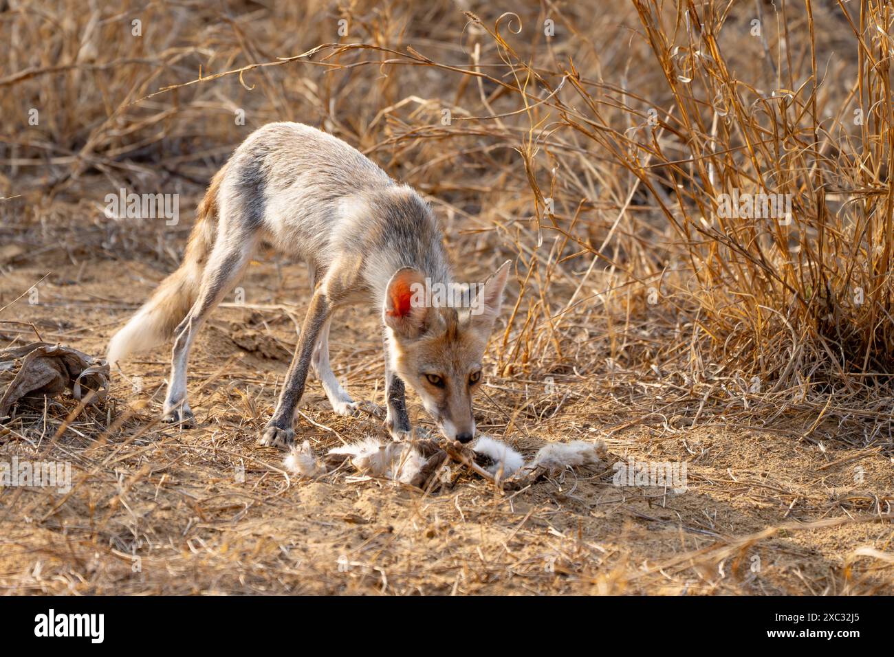 Weißfußfuchs (Vulpes vulpes pussilla), fotografiert im Mai im Jhalana Leopard Safari Park Indien Stockfoto