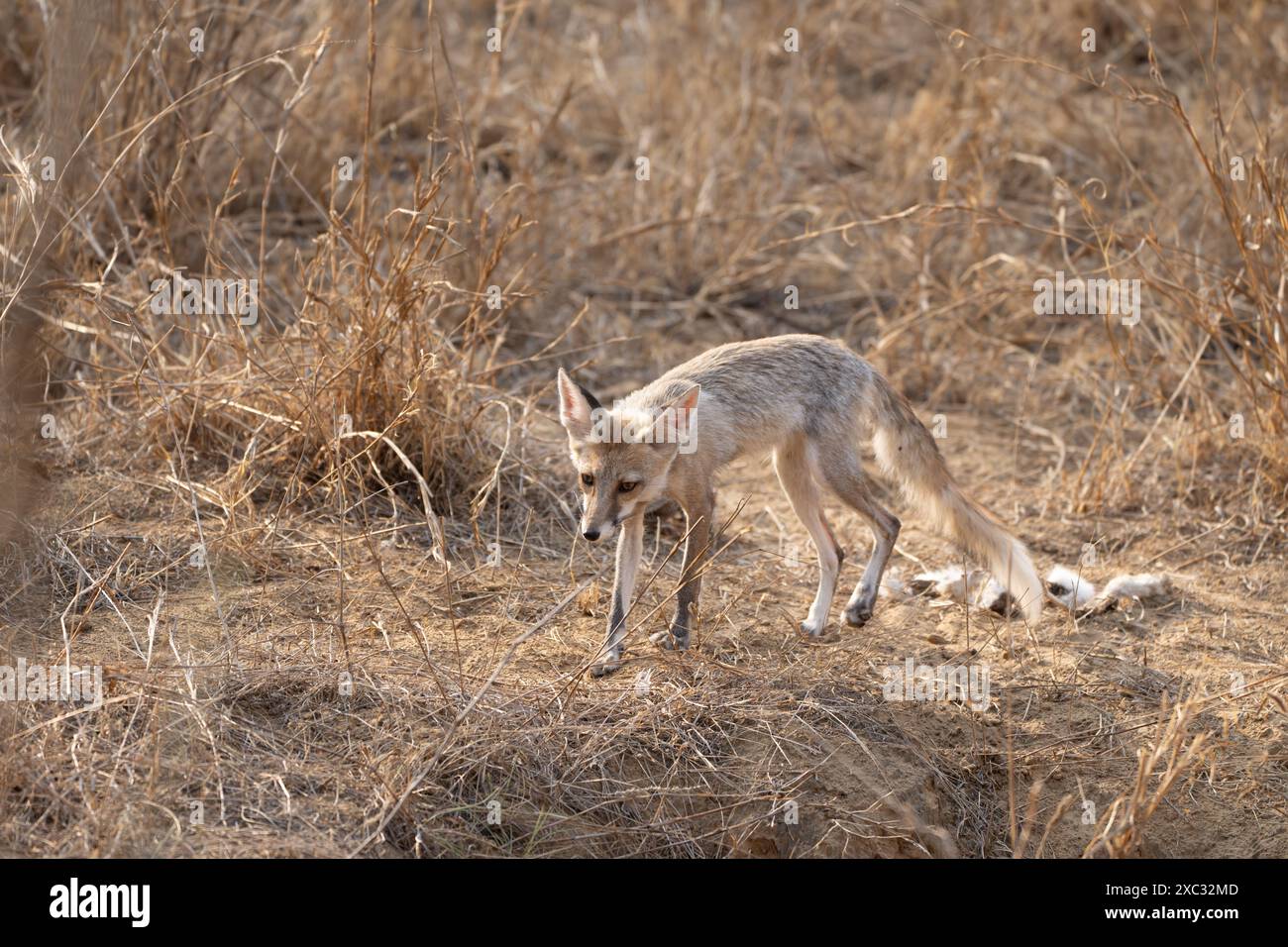 Weißfußfuchs (Vulpes vulpes pussilla), fotografiert im Mai im Jhalana Leopard Safari Park Indien Stockfoto