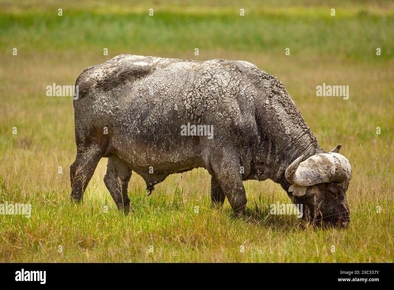 Afrikanischer Büffel AKA Cape Buffalo (Syncerus Caffer) nach einem Schlammbad Stockfoto