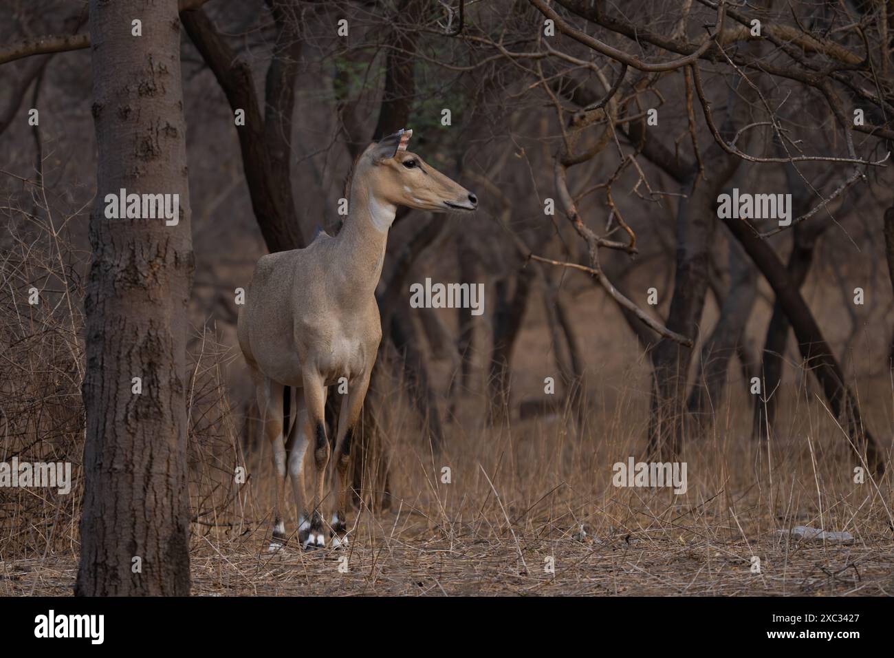 Nilgai (Boselaphus tragocamelus). Diese großen asiatischen Antilopen sind endemisch auf dem indischen Subkontinent. Fotografiert in Jhalana, Rajasthan, Indien. Stockfoto