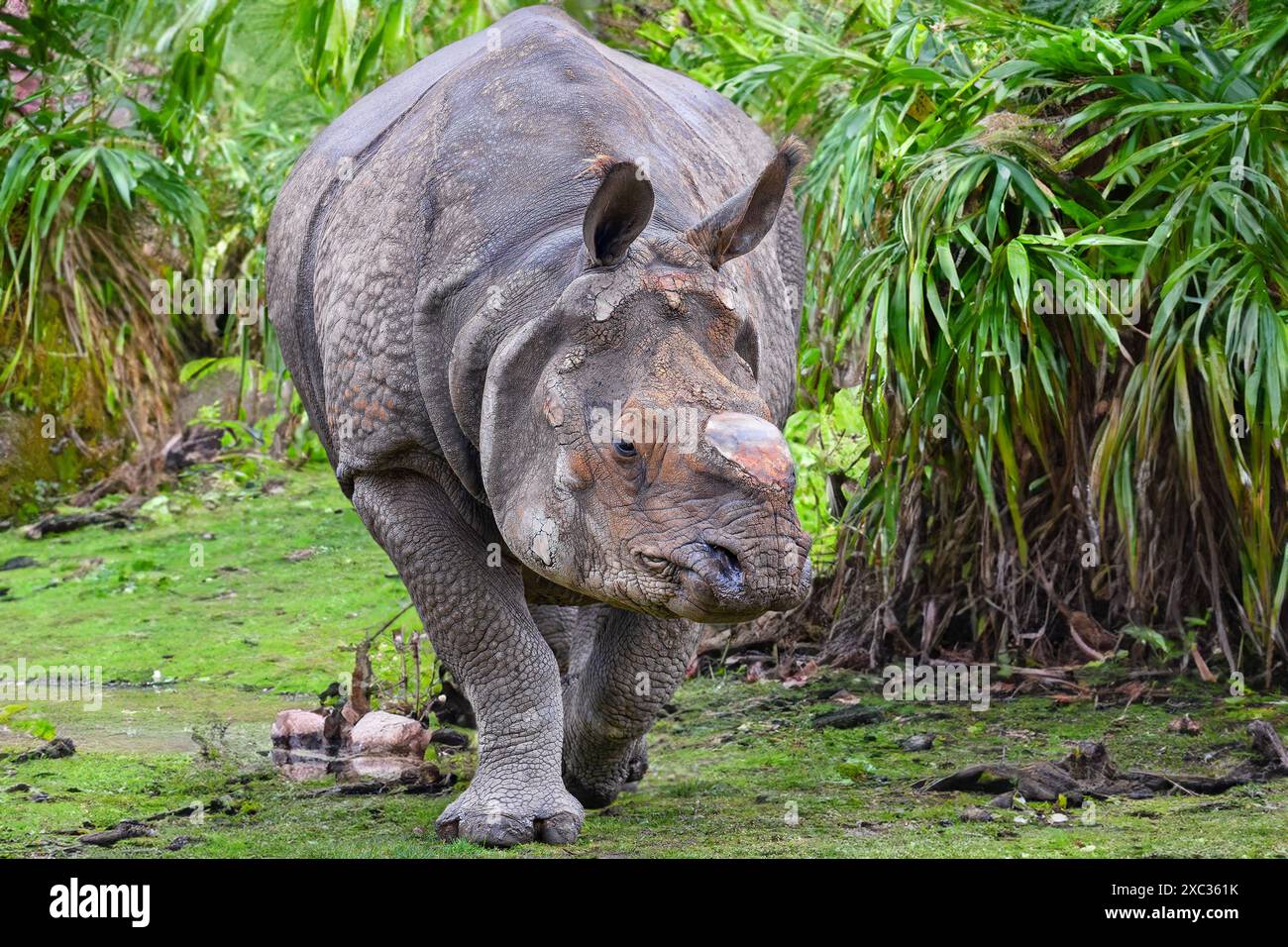 Frontale Nahaufnahme eines indischen Nashorns (Rhinoceros unicornis) Stockfoto