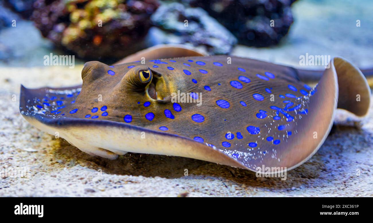 Frontale Nahaufnahme eines Bluespotted Ribbontail Ray (Taeniura lymna) Stockfoto