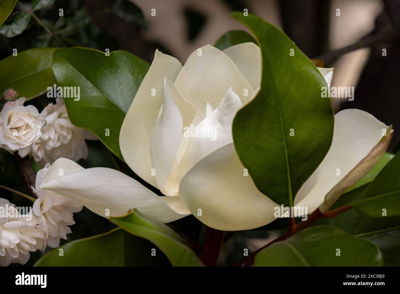 Primer plano de una flor de Magnolia, un espectáculo de belleza con sus grandes pétalos blancos. SU forma elegant y simétrica le Confiere un aspecto Stockfoto
