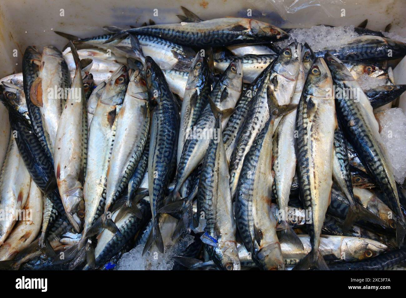 Makrele auf Billingsgate Fish Market in Pappel, London, UK. Stockfoto