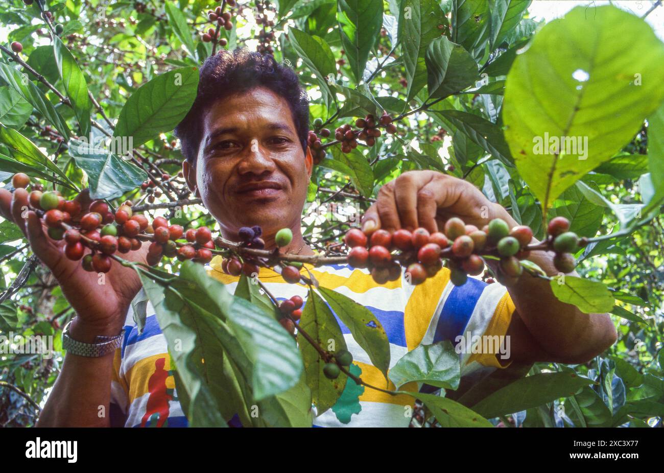Suriname – der Landwirt pflückt Kaffeebohnen. Stockfoto