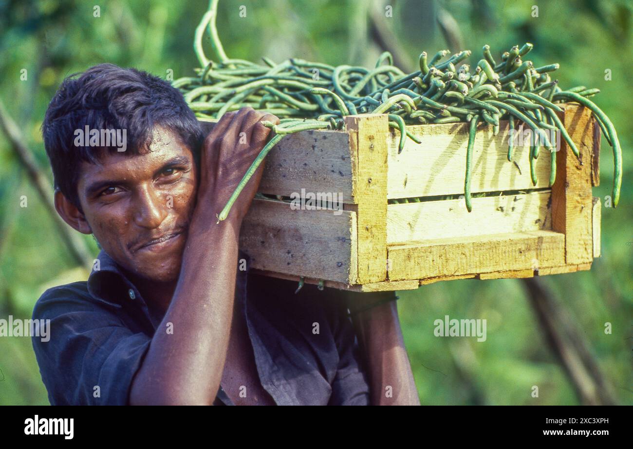 Suriname: Der Landwirt hat Spargelbohnen oder lange Kuherbsen geerntet und in Suriname „Kouseband“ genannt. Stockfoto