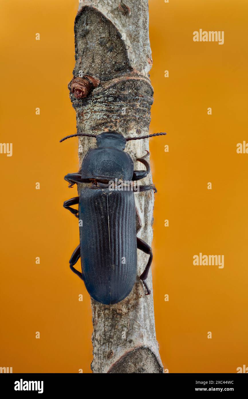 Fokussiertes, gestapeltes Bild eines einzelnen dunklen Mehlwurmkäfers (Tenebrio obscurus), fotografiert mit 1:1 Vergrößerung. Stockfoto