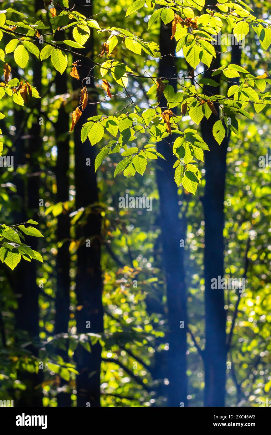 Grüne Hainbuchenblätter, im Sommer unter dem Baum gesehen. Stockfoto