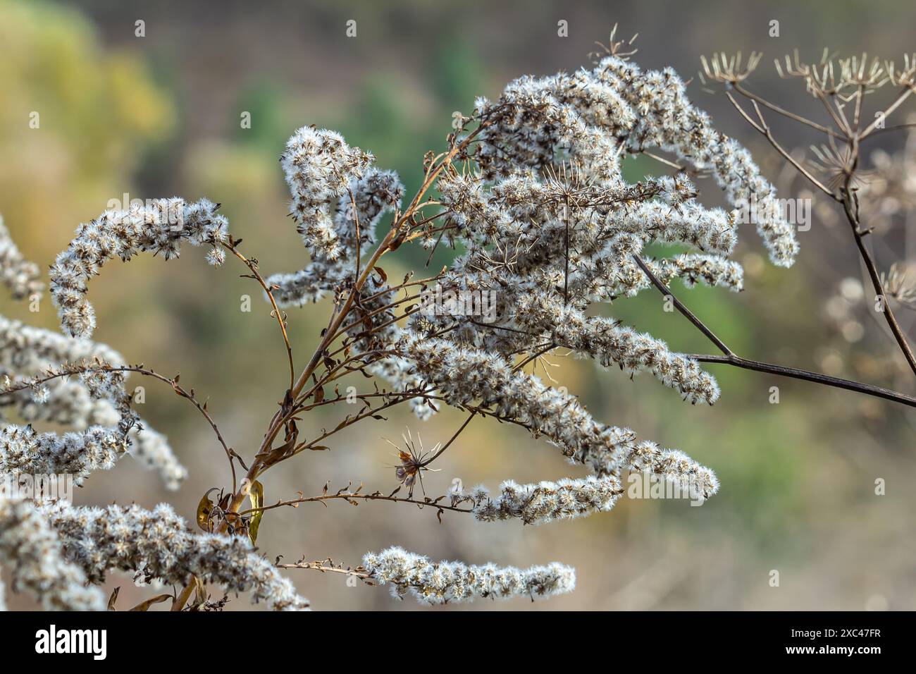 Samen mit Blasbällchen aus goldenem Stab - Solidago canadensis Wildpflanze im Herbst. Stockfoto