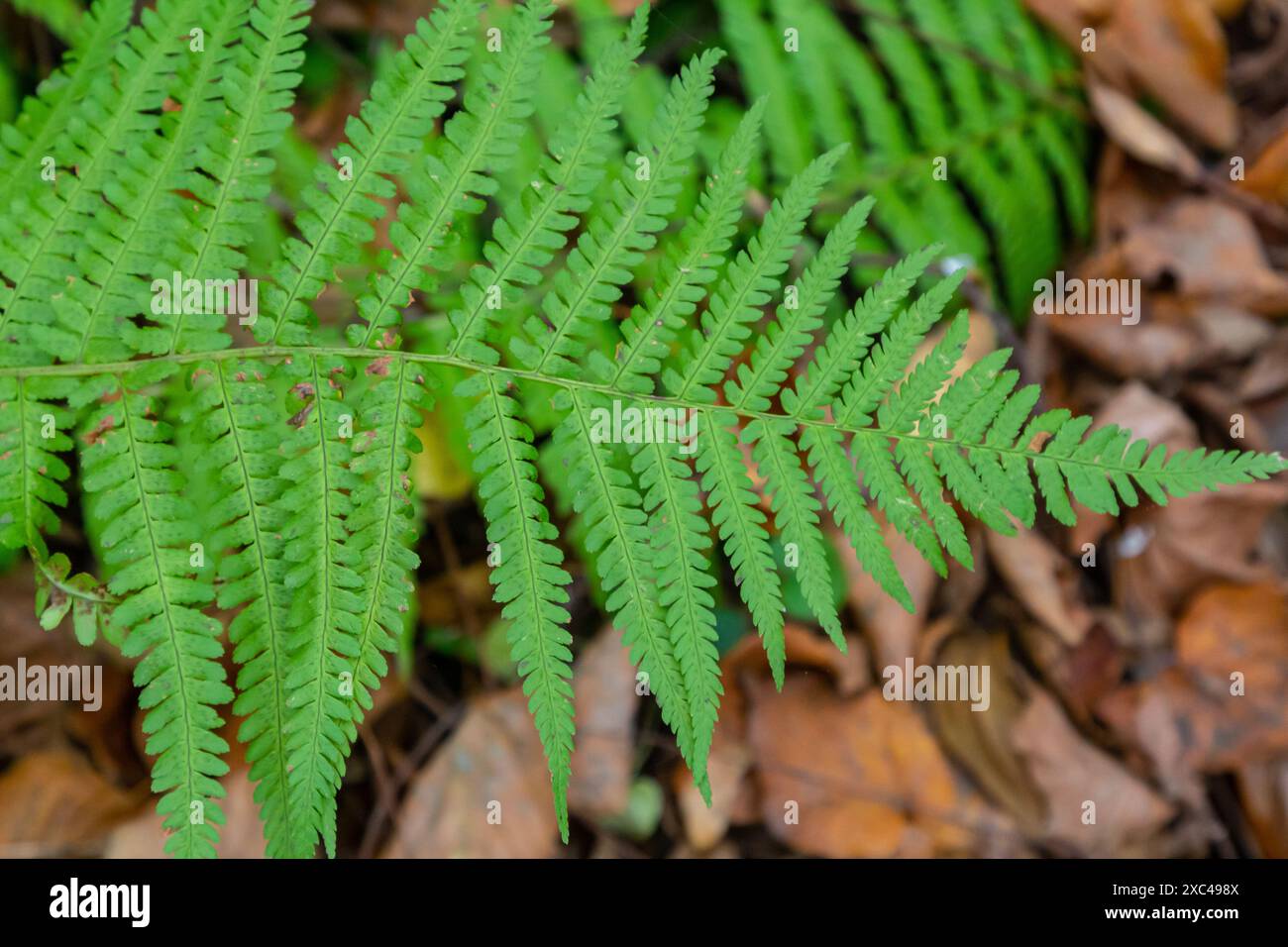 Grüne Blätter eines jungen Farns im Frühling und am frühen Morgen unter der hellen Sonne. Stockfoto