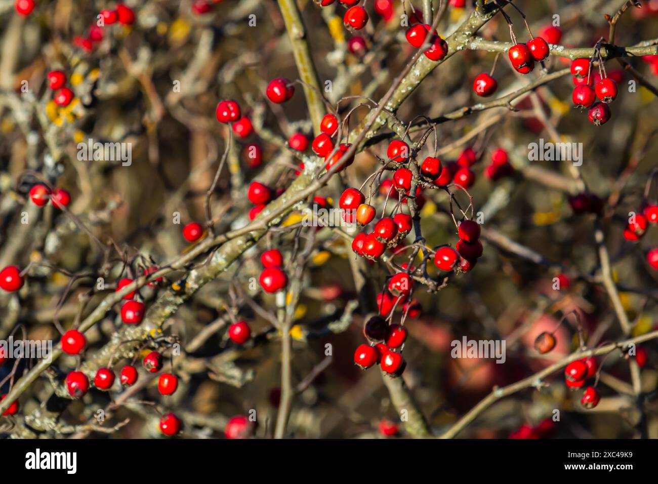 Weißdornrote Beeren wachsen auf einem Busch. Stockfoto