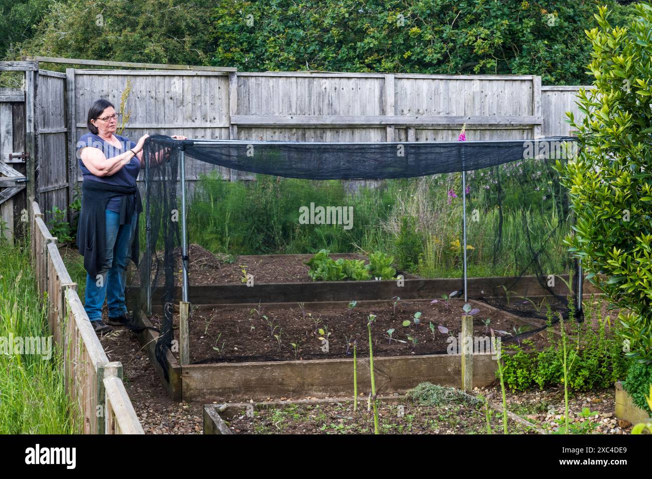 Frau, die in ihrem Gemüsegarten Netzkäfige über Hochbeeten von Brassica-Pflanzen baut - um Schädlinge fernzuhalten. Stockfoto