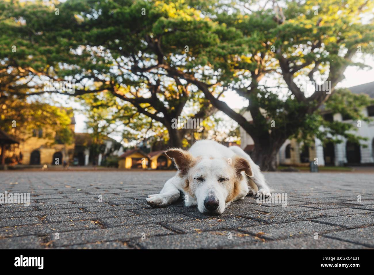 Verlorener Hund allein auf der Straße. Vorderansicht des schlafenden süßen Hundes an sonnigem Tag. Stockfoto