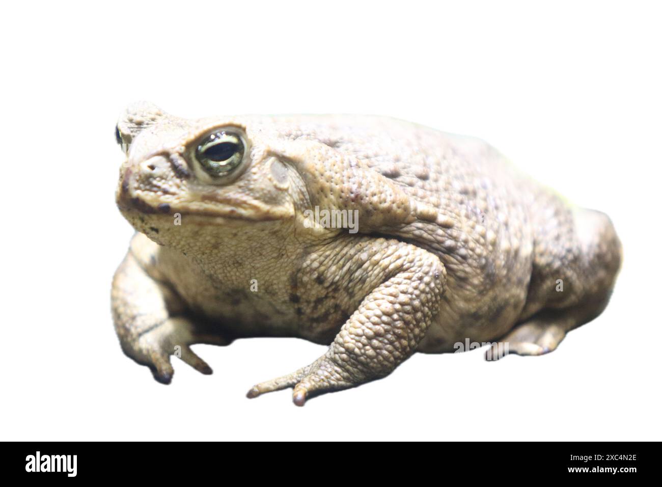 Die Rohrkröte (Rhinella Marina), auch bekannt als Riesenkröte oder Meereskröte, ist eine große Landkröte, die in Süd- und Mainla beheimatet ist Stockfoto