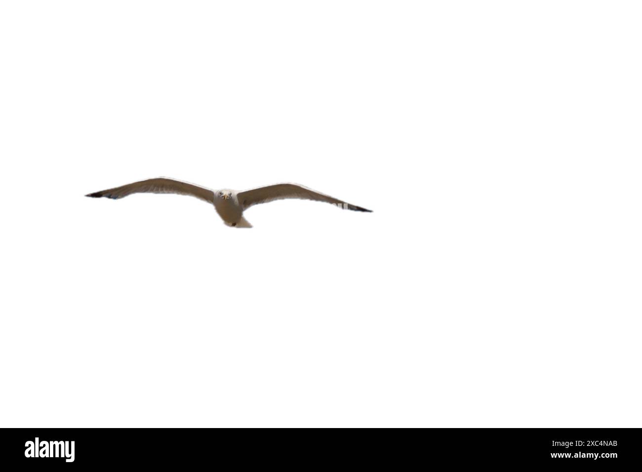 Die Europäische Heringsmull (Larus argentatus) ist eine große Möwe. Eine der bekanntesten Möwen entlang der Küsten Westeuropas, war einst reichlich Stockfoto