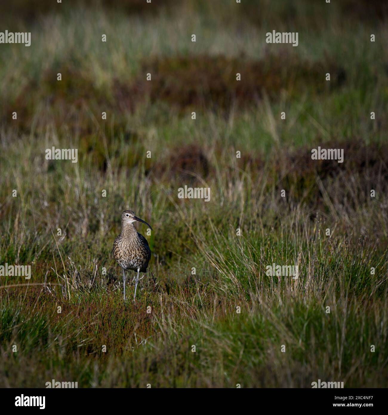Eurasischer gewöhnlicher Brachvogel (hohe Watvögel, geschwungener Schnabel, lange Beine, Frühjahrshabitat in Moorlandgebirgen) - Dallow Moor, North Yorkshire, England, Vereinigtes Königreich. Stockfoto