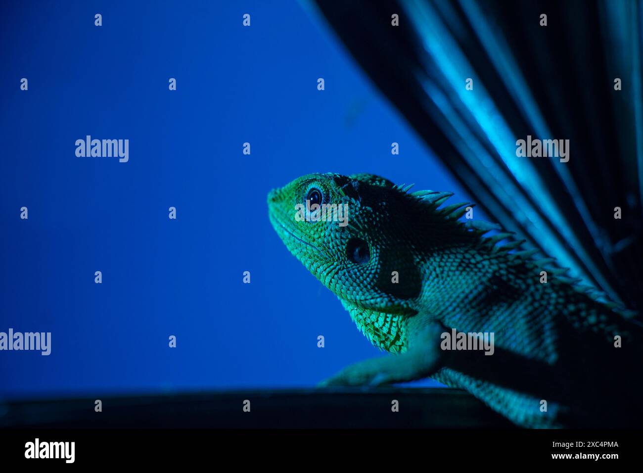 Nahaufnahme des exotischen grünen Chamäleons mit Blick auf Fenster oder Vorhang mit blauer Blitzbeleuchtung, Studioaufnahme, Negativraum Stockfoto