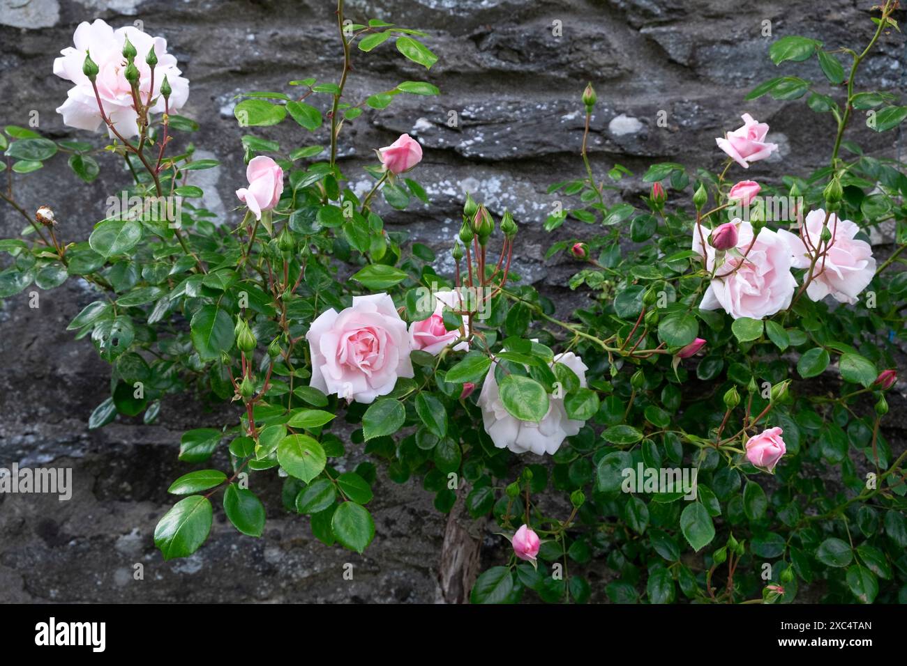 New Dawn rosa Kletterrosen gegen Steinmauer des Hauses in Blüte im Juni Garten Carmarthenshire Wales Großbritannien Großbritannien KATHY DEWITT Stockfoto