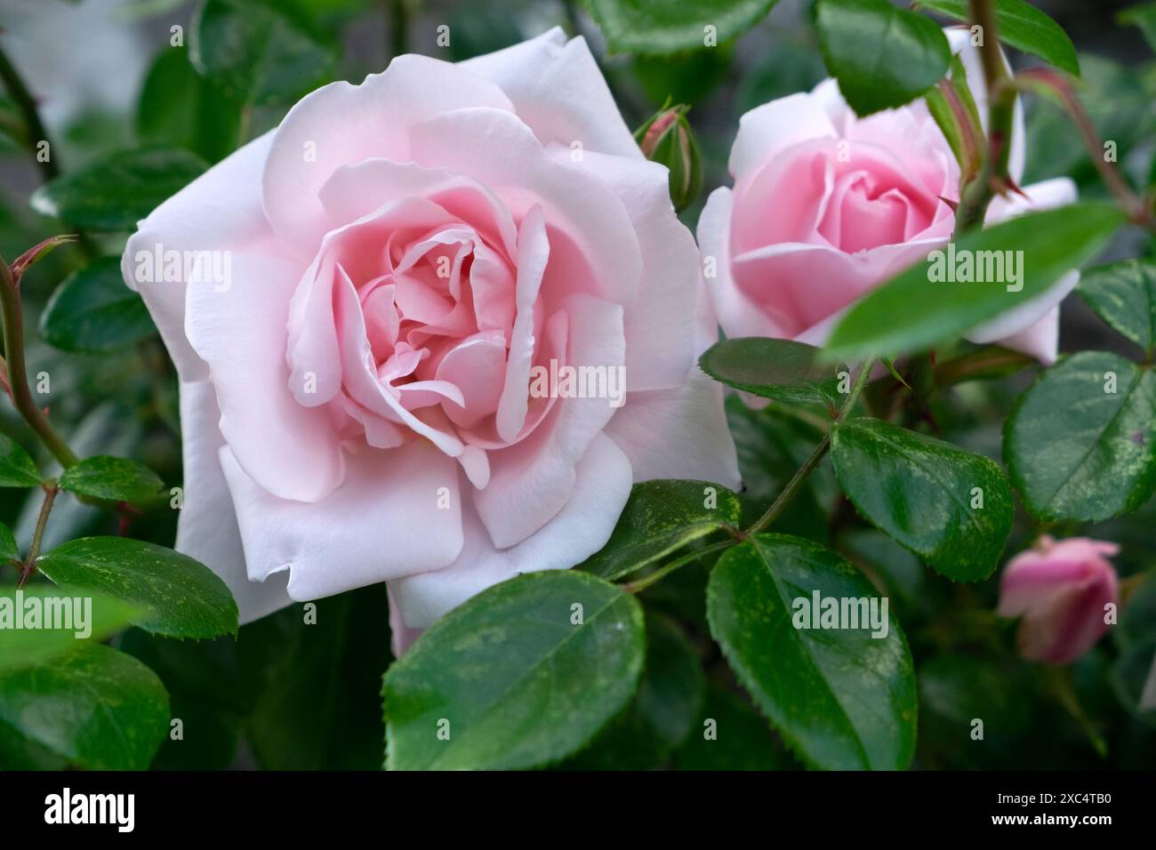 New Dawn rosa Kletterrosen Großaufnahme in Blüte blühend im Juni Garten Carmarthenshire Wales Großbritannien Großbritannien KATHY DEWITT Stockfoto