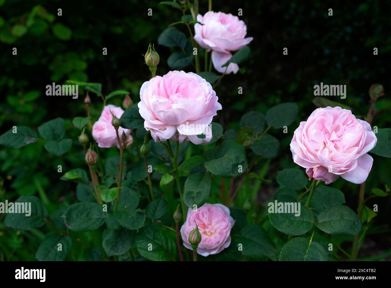 Königin von Schweden rosa Austiger Sträucher Rosen in Blüte blühend im Juni Garten Carmarthenshire Wales Großbritannien Großbritannien KATHY DEWITT Stockfoto