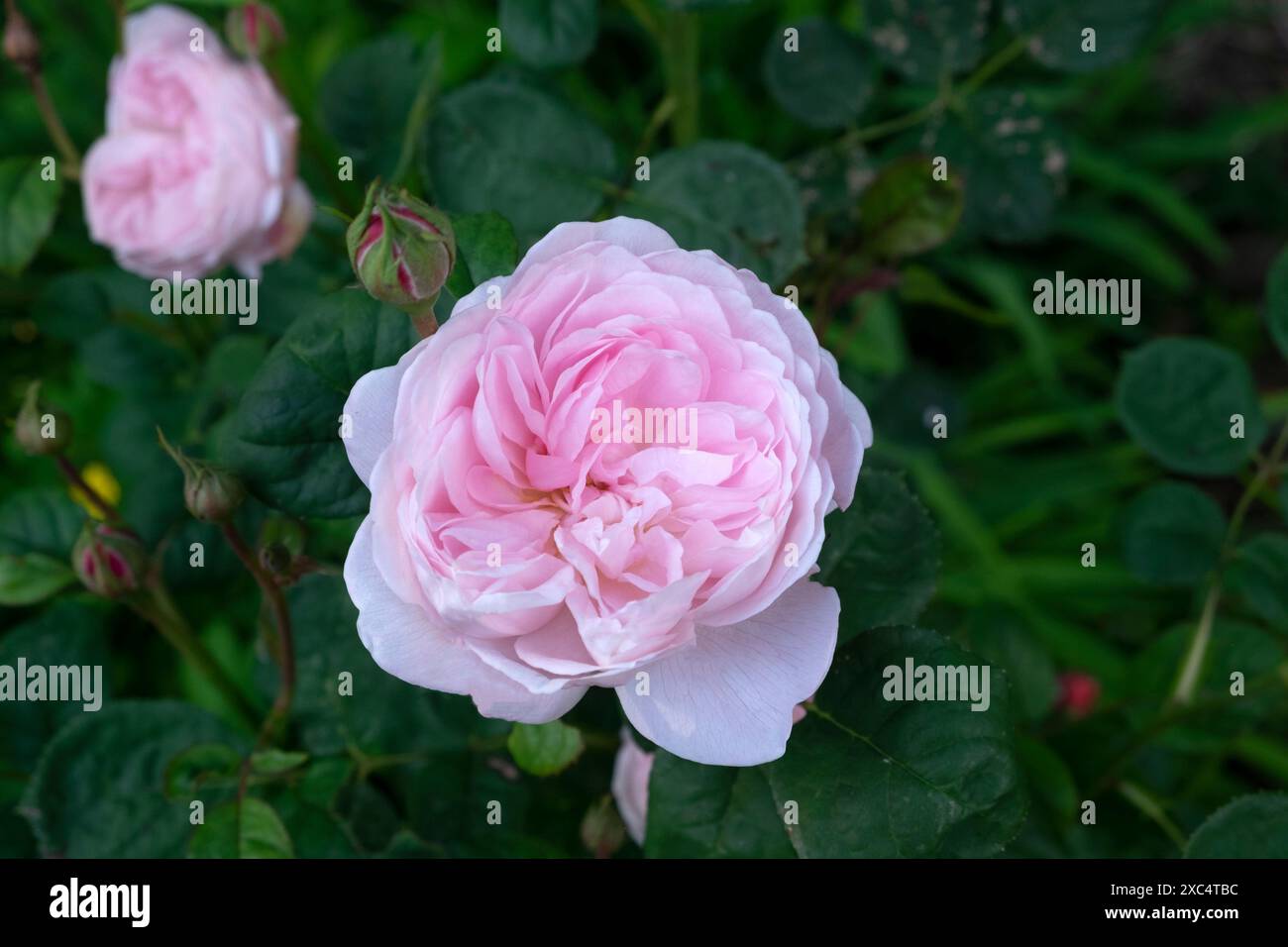 Königin von Schweden Austiger rosa Rosen Rose Nahaufnahme in Blüte blühend im Juni Garten Carmarthenshire Wales Großbritannien Großbritannien KATHY DEWITT Stockfoto