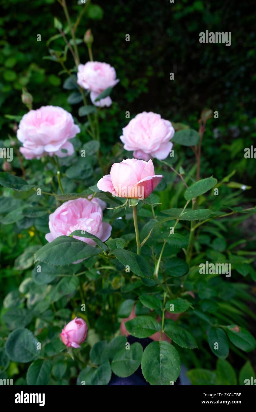 Königin von Schweden rosa Rosen Rose Nahaufnahme in Blüte blühend im Juni Garten Carmarthenshire Wales Großbritannien Großbritannien KATHY DEWITT Stockfoto