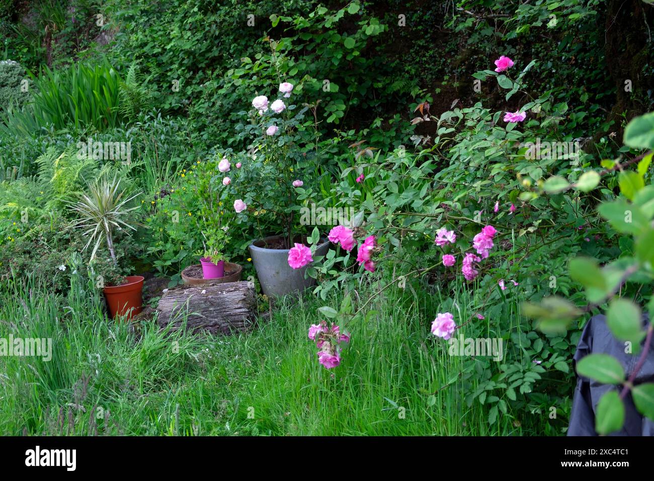 Zephirine Drouhin, Königin von Schweden rosa Rosenblüte im Juni Garten nach No Mow Mai Long Gras Wales Großbritannien Großbritannien KATHY DEWITT Stockfoto