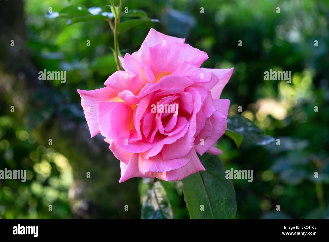 Mitgefühl Rose rosa Rose Rosen Nahaufnahme in der Blüte blühend im Juni Garten 2024 Carmarthenshire Wales Großbritannien Großbritannien KATHY DEWITT Stockfoto