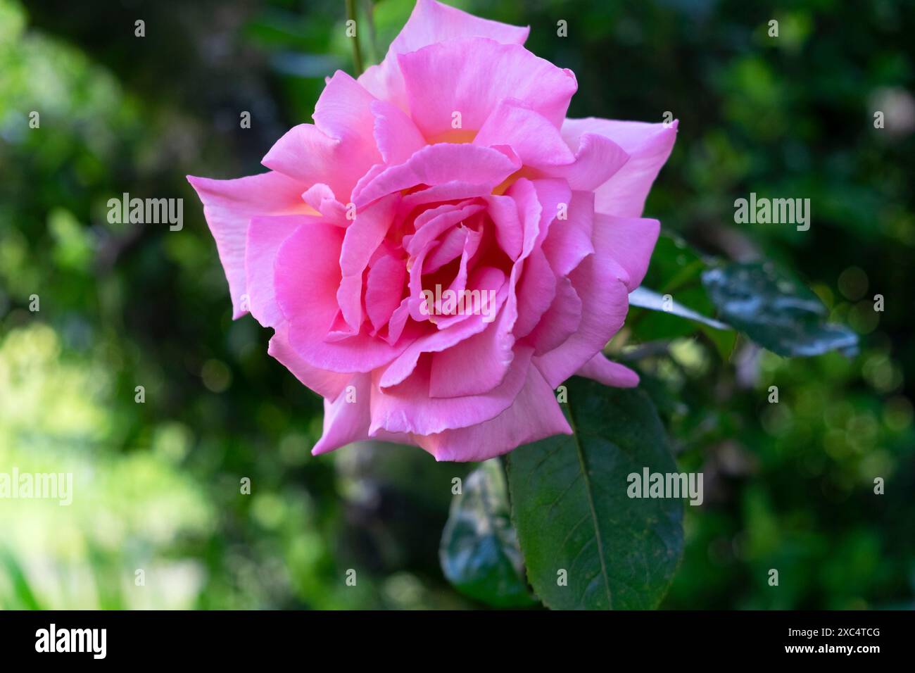 Mitgefühl Rose rosa Rose Rosen Nahaufnahme in der Blüte blühend im Juni Garten 2024 Carmarthenshire Wales Großbritannien Großbritannien KATHY DEWITT Stockfoto