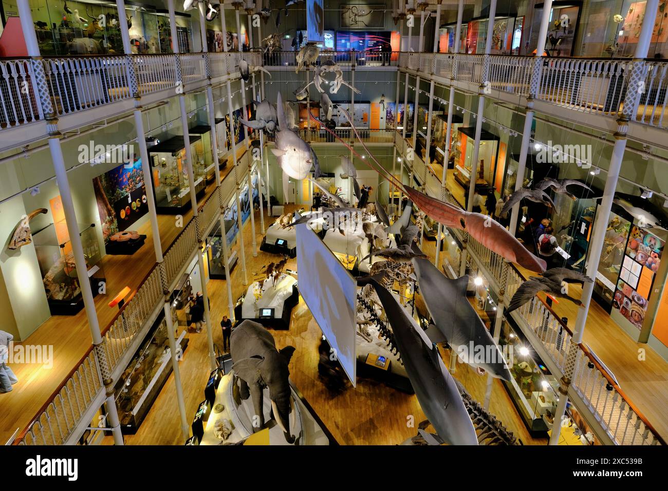 Natural World Galeries im National Museum of Scotland.Edinburgh.Scotland.United Kingdom Stockfoto