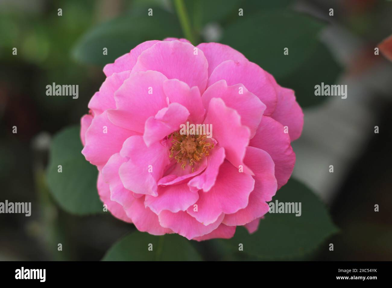 Rosa Rosenblüte im Garten. Draufsicht. Stockfoto