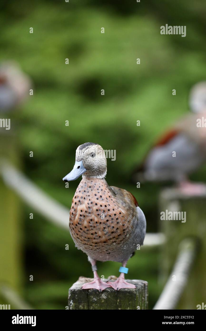 Ringelente (Callonetta leucophrys) Stockfoto