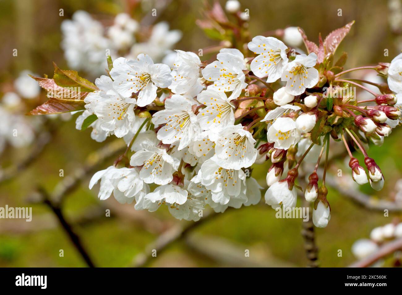 Wilde Kirsche (prunus avium), Nahaufnahme der Blüten oder Blüten des gewöhnlichen Baumes, der durch Regen und die warme Frühlingssonne beschädigten Blütenblätter. Stockfoto