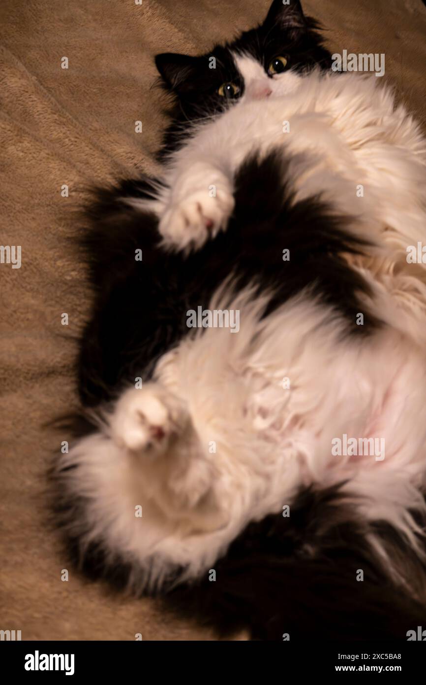 Lustige langhaarige schwarze und weiße Smoking Katze, die auf ihrem Rücken liegt. Stockfoto
