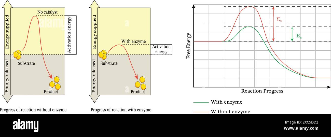 Aktivierungsenergie (EA) des Enzyms. Eine minimale Energie ist erforderlich, damit eine Kollision zwischen Molekülen zu einer chemischen Reaktion führt Stock Vektor