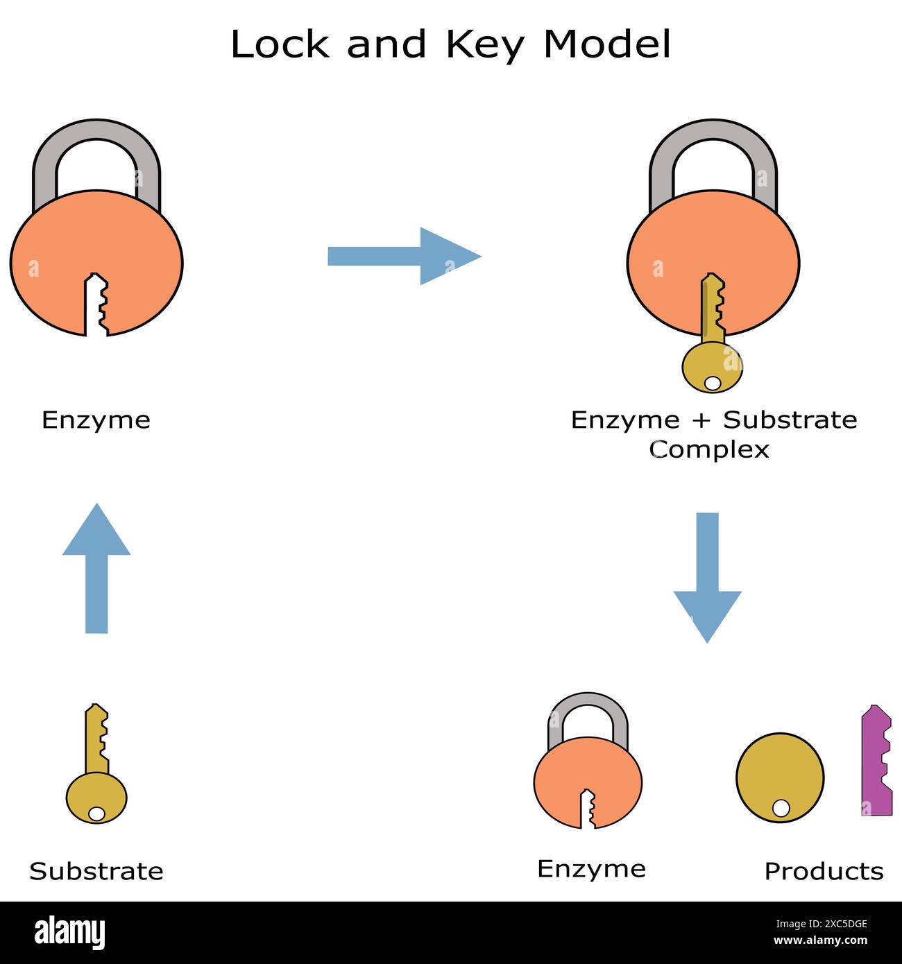 Schlüssel- und Sperrhypothese. Wirkungsmechanismus des Enzyms. Stock Vektor