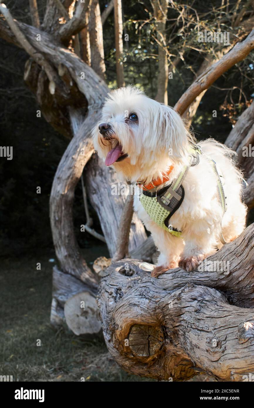 Weißer flauschiger Pelzhund, der auf einem Baumzweig steht. Der Hund trägt ein grünes Gurtzeug. Der Hintergrund besteht aus Bäumen und Vegetation, was auf ein hindeutet Stockfoto