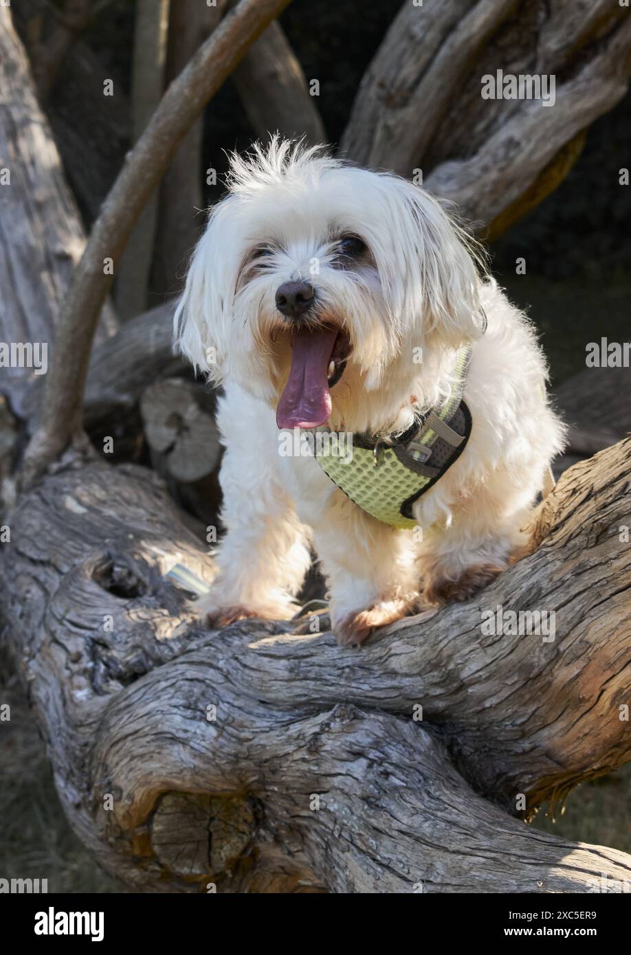 Weißer flauschiger Pelzhund, der auf einem Baumzweig steht. Der Hund trägt ein grünes Gurtzeug. Der Hintergrund besteht aus Bäumen und Vegetation, was auf ein hindeutet Stockfoto