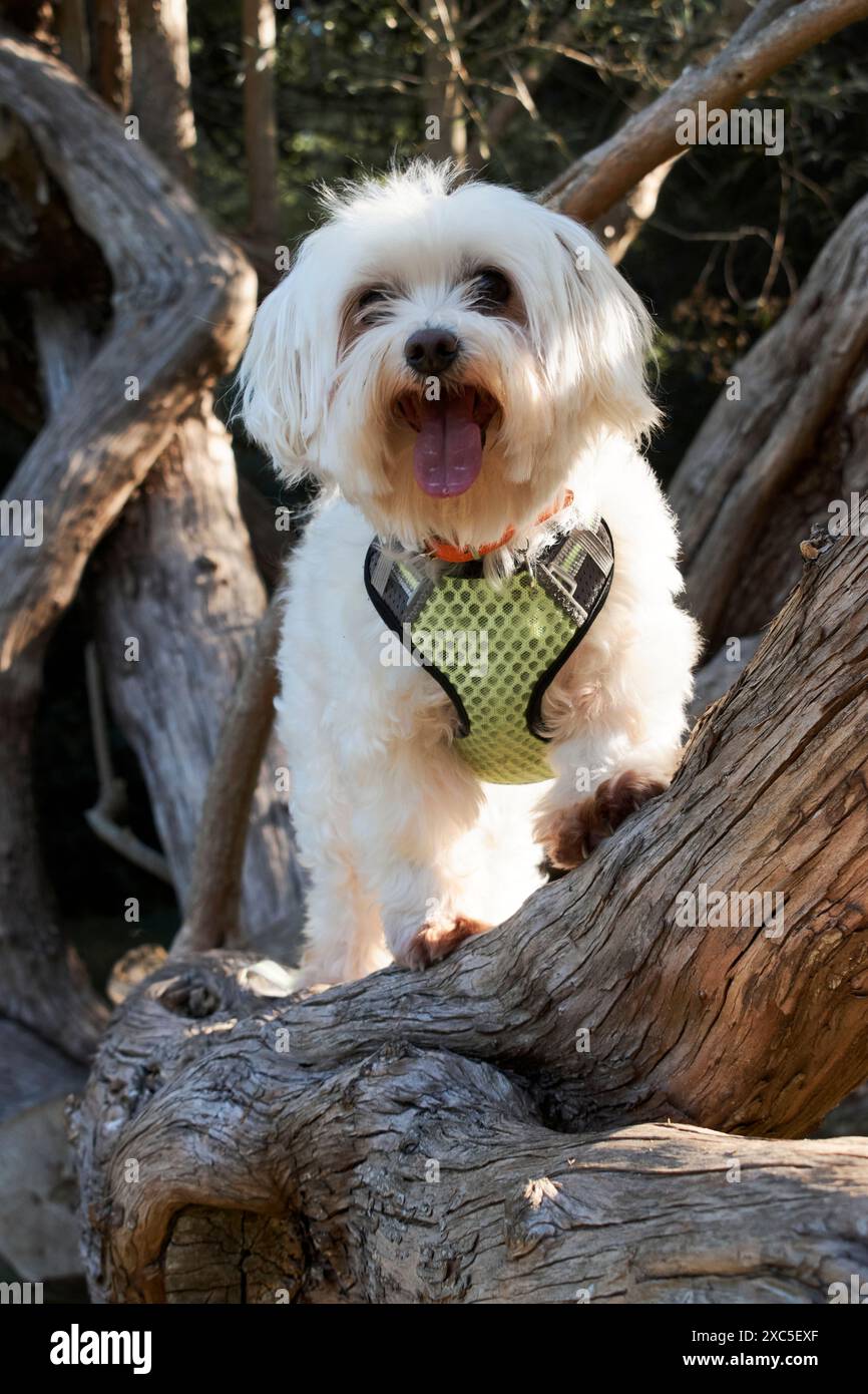 Weißer flauschiger Pelzhund, der auf einem Baumzweig steht. Der Hund trägt ein grünes Gurtzeug. Der Hintergrund besteht aus Bäumen und Vegetation, was auf ein hindeutet Stockfoto