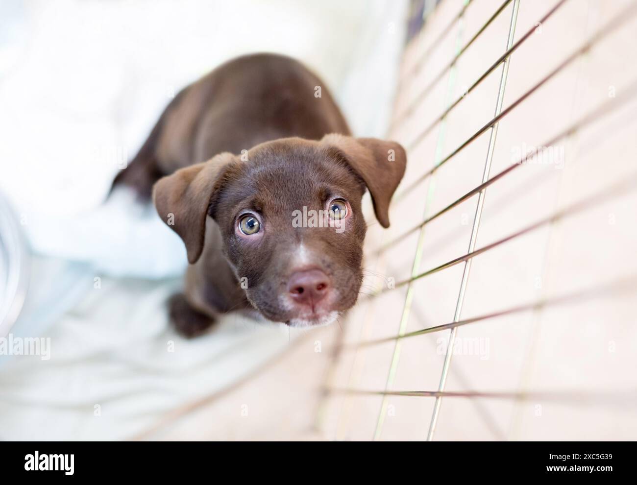 Ein süßer junger Retriever x Pit Bull Terrier Welpe, der auf einem Haustierbett sitzt und aufblickt Stockfoto