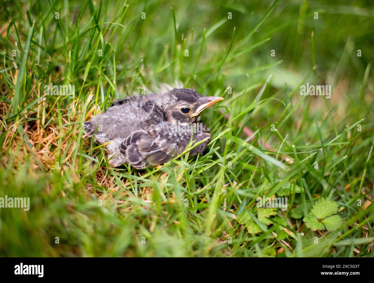 Ein junger amerikanischer Robin (Turdus migratorius), der im Gras aufwuchs Stockfoto
