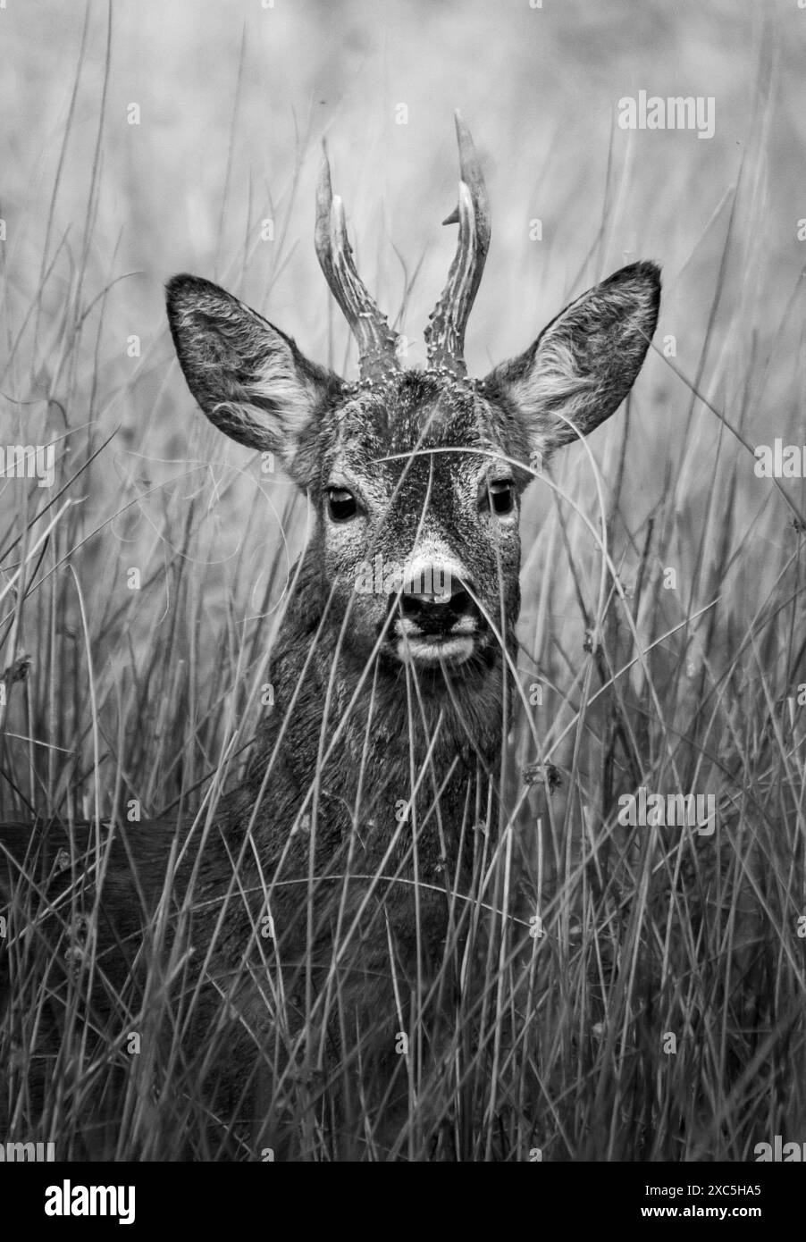 Rehe auf einem Feld, das im Havannah Nature Reserve in Newcastle upon Tyne aufgenommen wurde Stockfoto